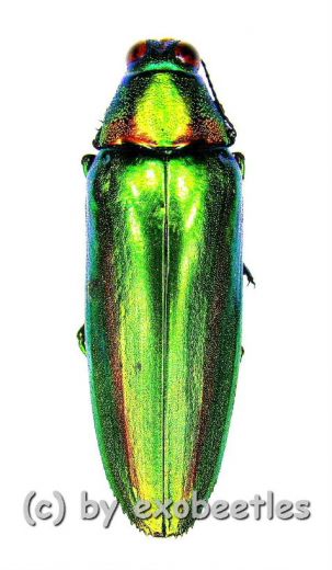 Chrysochroa rajah thailandica