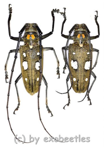 Batocera celebiana ( 35 - 39 )