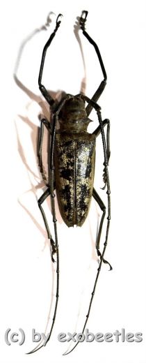 Batocera gerstaeckeri ( 65 – 69 ) A2