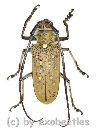 Batocera rufomaculata ( M 40 – 44 )