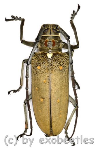 Batocera rufomaculata ( 45 – 49 )