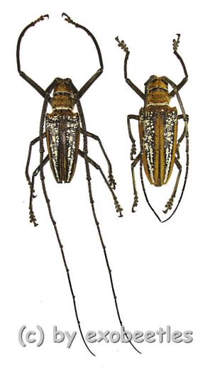 Batocera wallacei wallacei ( M 50 – 54 )