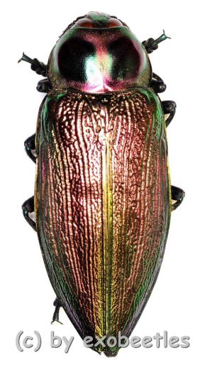 Euchroma gigantea gigantea ( 55 – 59 )