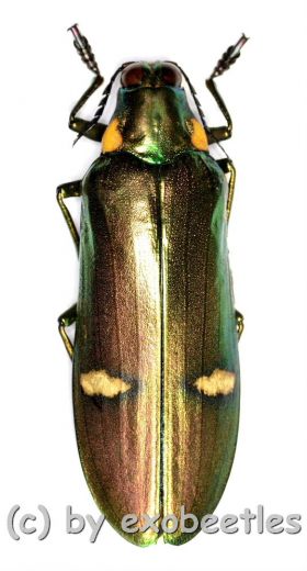 Megaloxantha bicolor othanii ( 55 – 59 )