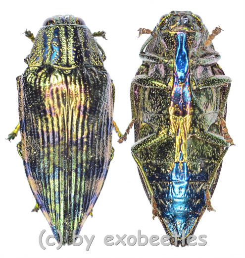 Polybothris differens ( 20 – 24 )