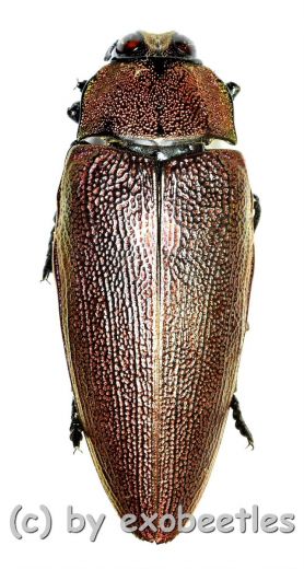 Steraspis speciosa ( rote var. ) ( 35 – 39 ) A2