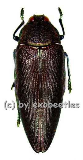 Steraspis viridicincta ( 30 - 34 )