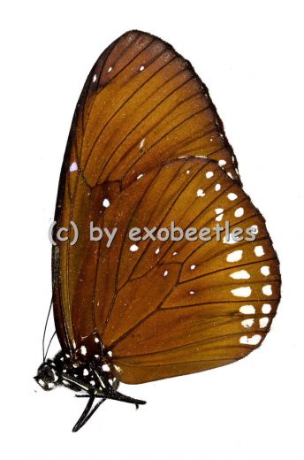 Euploea aglea A2