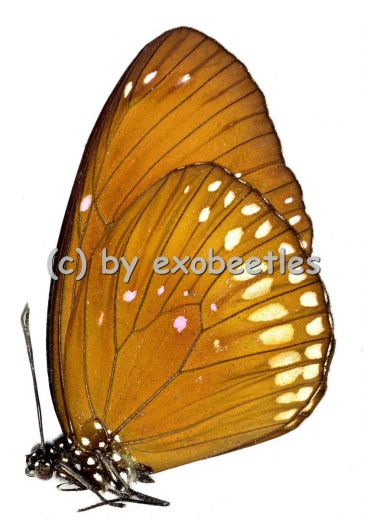 Euploea core