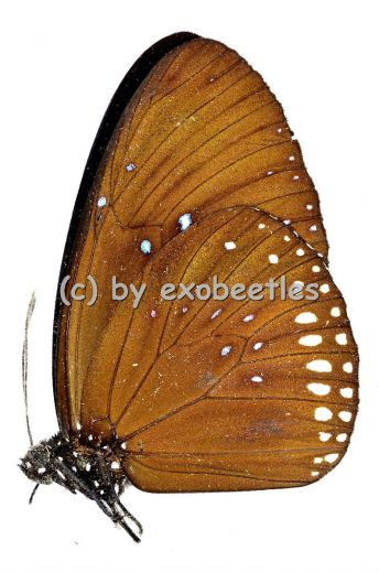 Euploea sylvester ssp.