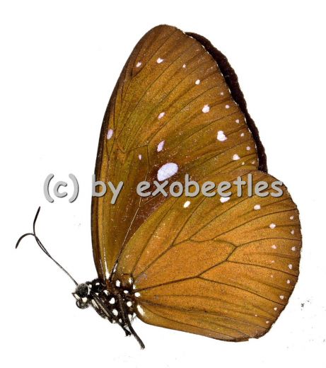 Euploea tulliolus