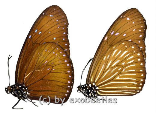 Euploea mulciber mulciber