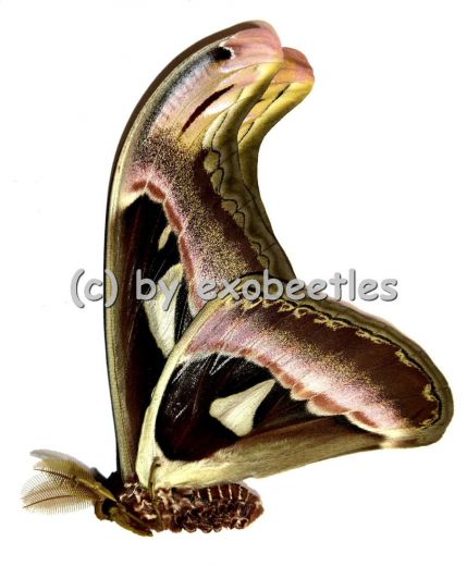 Attacus atlas