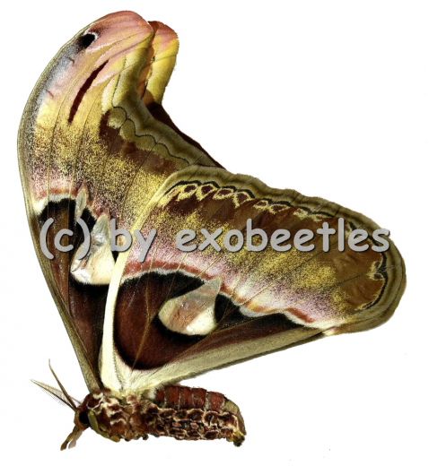 Attacus atlas