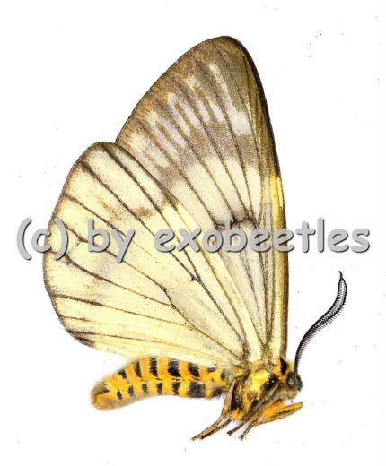 Zygaenidae spec. A1/A-