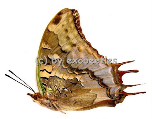 Charaxes antamboulou