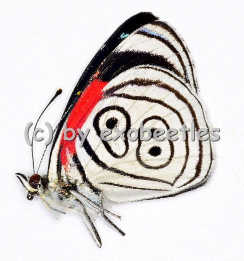 Diaethria clymena