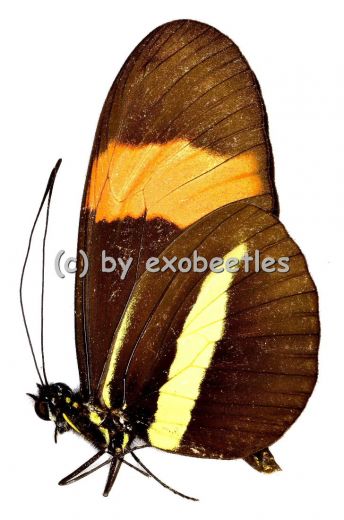 Heliconius melpomene amaryllis