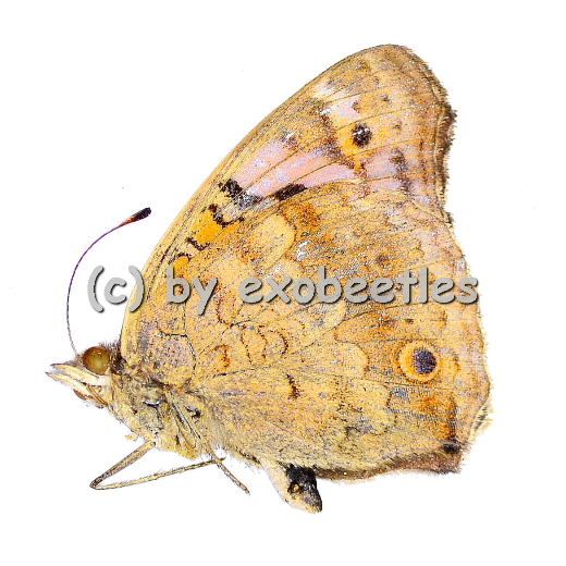 Junonia spec.