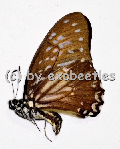 Graphium ( Paranticopsis ) macareus