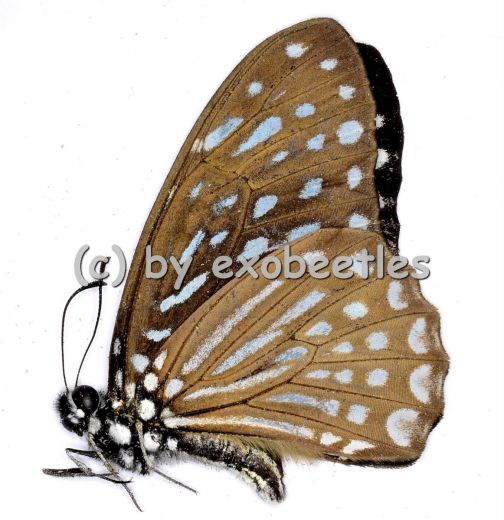 Graphium ( Paranticopsis ) megarus megapenthes