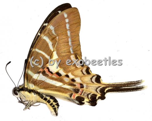 Graphium ( Pathysa ) aristeus