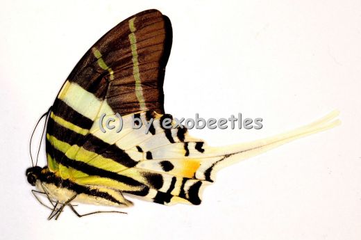 Graphium androclus