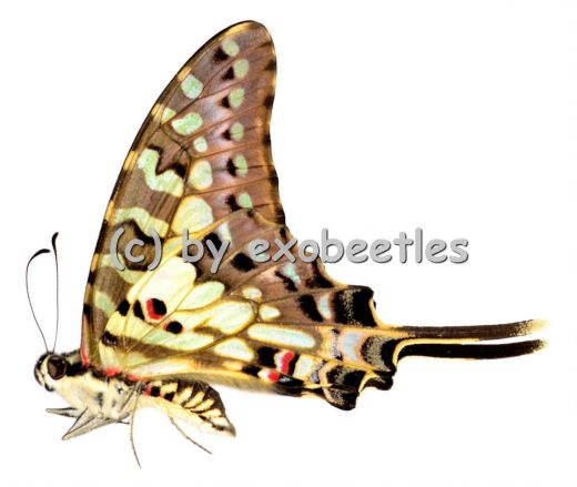 Graphium antheus