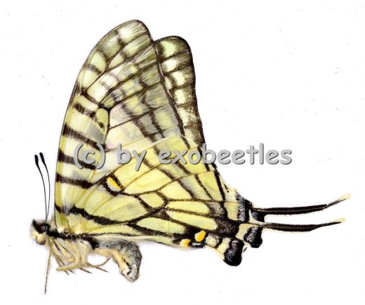 Graphium mandarinus mandarinus