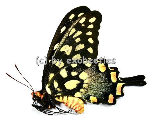 Papilio ( Pharmacophagus ) antenor