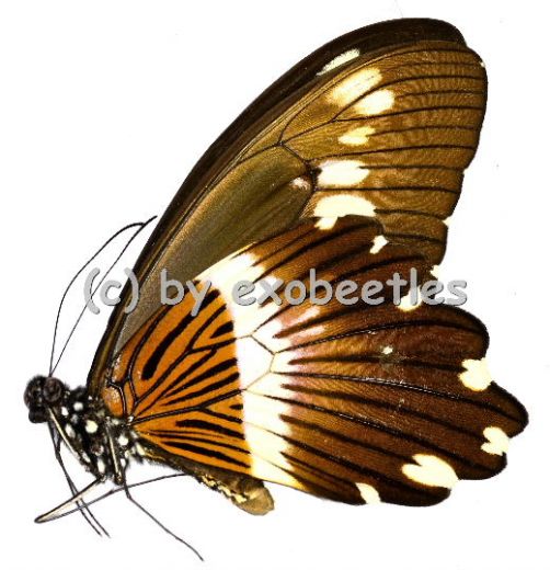 Papilio cyproeofila