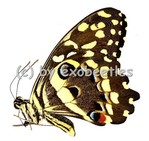 Papilio demodocus A1-