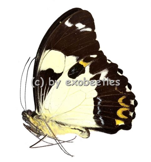 Papilio euchenor