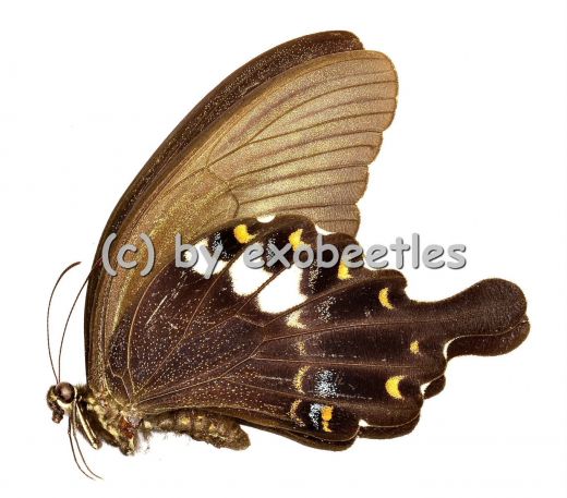 Papilio fuscus pertinax