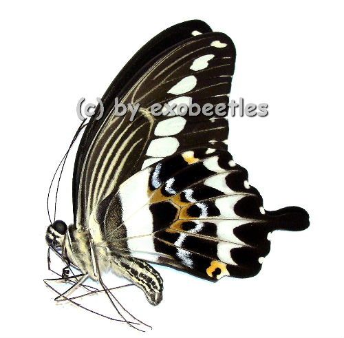 Papilio gigon gigon