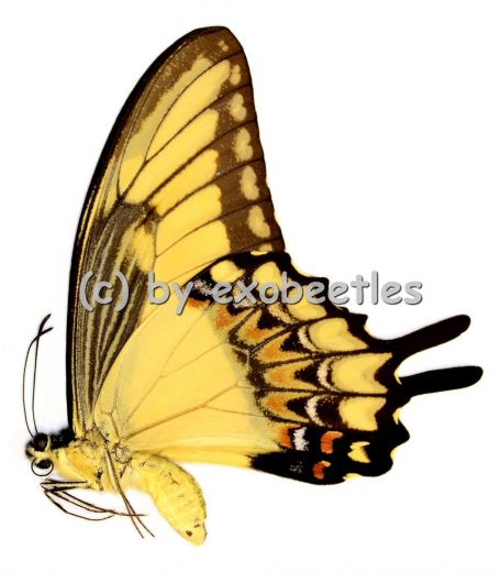 Papilio lycophron