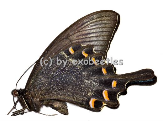 Papilio maackii maackii ( Sommer var. ) A1-