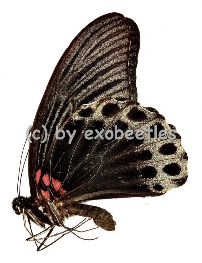 Papilio memnon