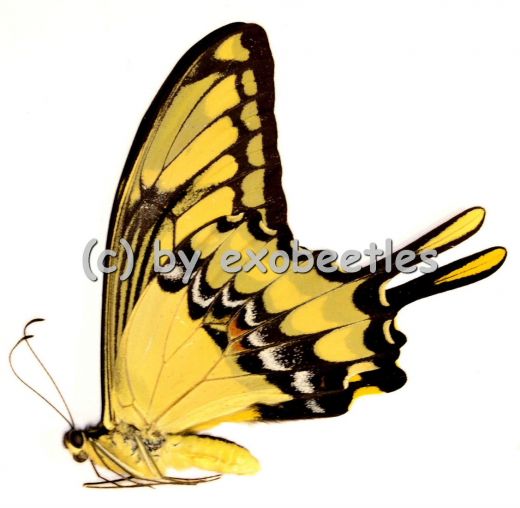 Papilio thoas