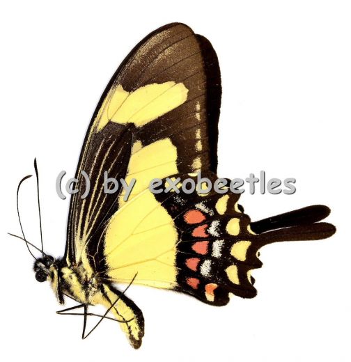 Papilio torquatus