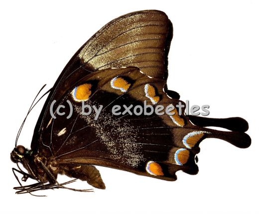 Papilio ulysses ulysses