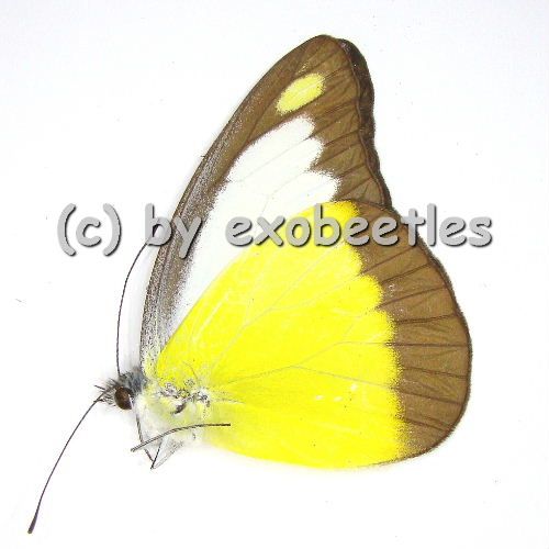 Appias lyncida