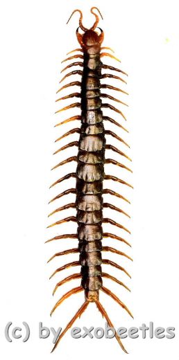 Scolopendra subspinipes ( 100 – 104 ) A2