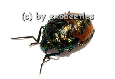 Chrysocoris sollii ( Nymphen ) A2