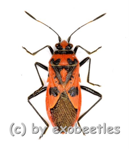 Corizus hyoscyami ( 10 – 14 )