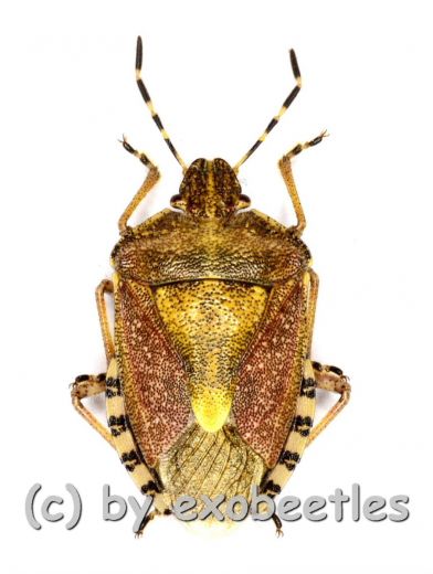 Dolycoris baccarum