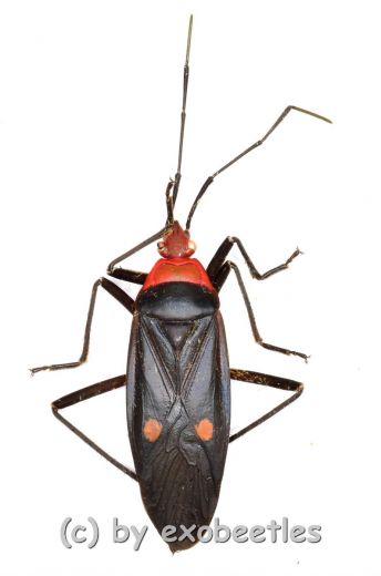 Hemiptera spec. #18 ( 20 – 24 )