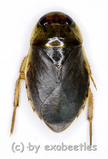 Ilyocoris cimicoides ( 10 - 19 )