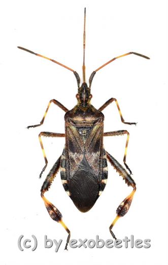 Leptoglossus occidentalis ( 15 – 19 )