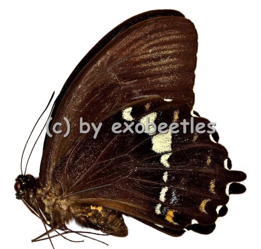 Papilio heringi A1-